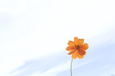 Close-up of yellow flowering plant against sky