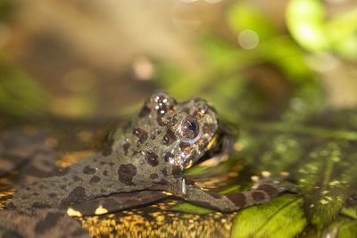 Close-up of frog on land