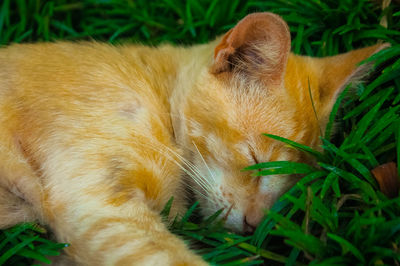 Close-up of cat sleeping in grass