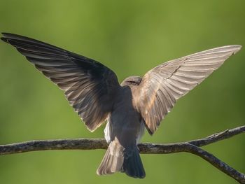 Close-up of bird flying against blurred background