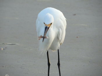 Close-up of bird