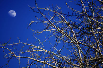 Low angle view of bare tree against blue sky