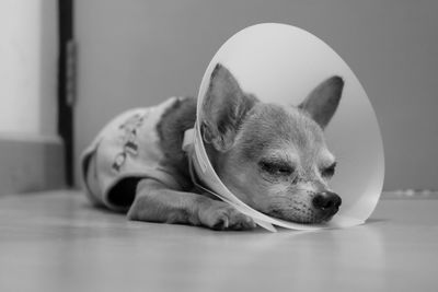 Chihuahua with protective collar resting on floor