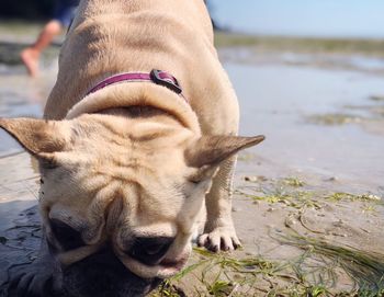 Close-up of a dog