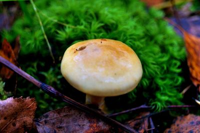 Close-up of mushroom