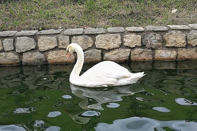 Swan swimming in lake