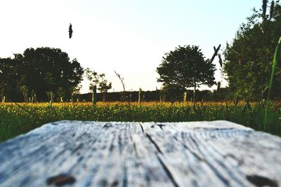 Trees on grassy field