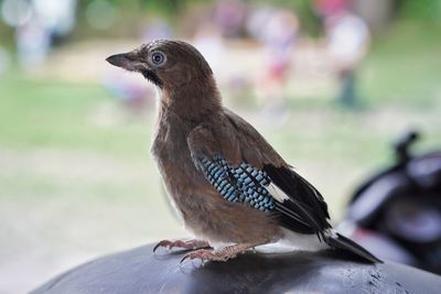 Close-up of bird perching on wood