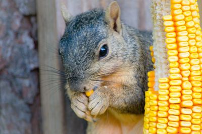 Close-up of squirrel eating food