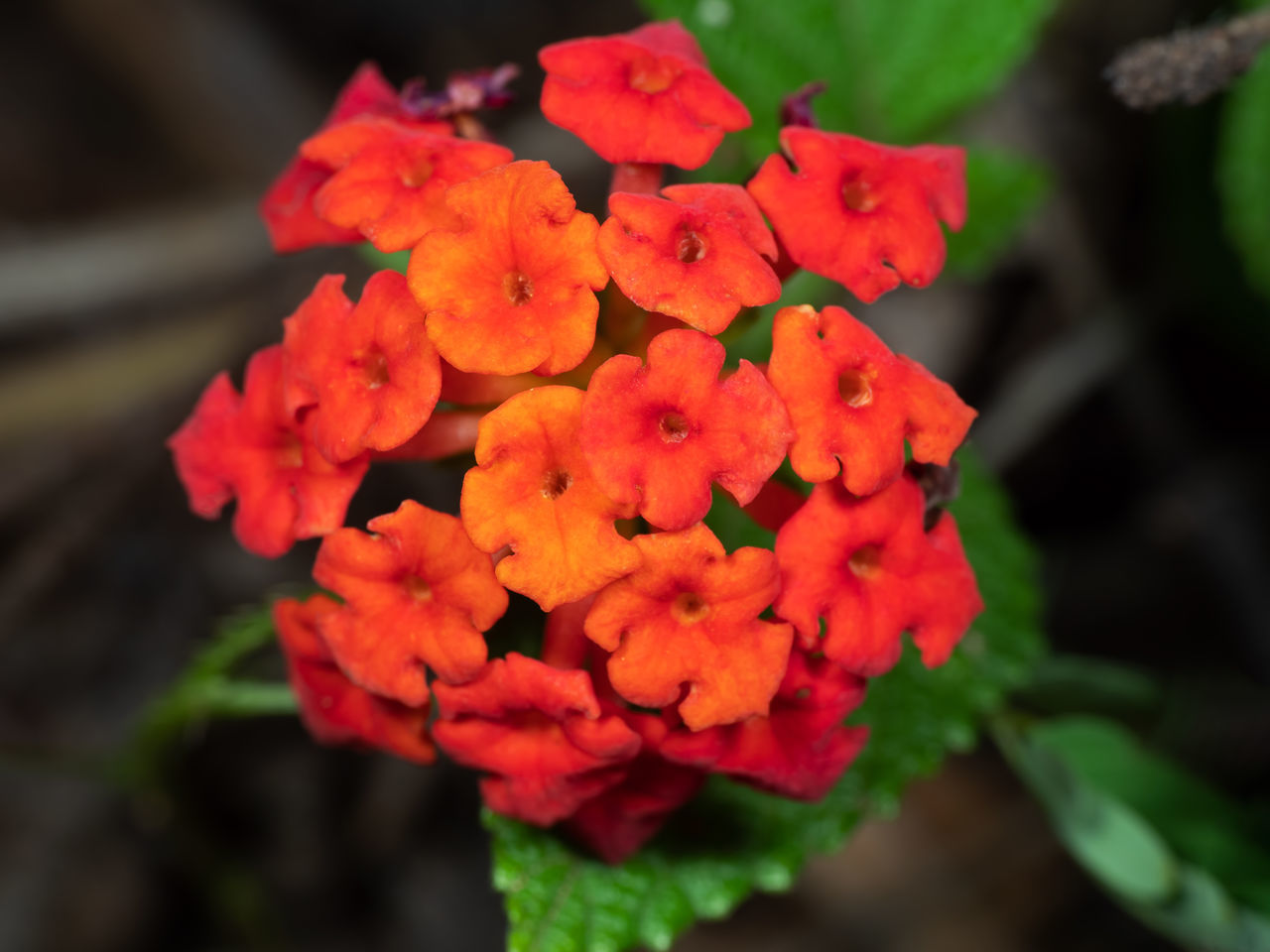 CLOSE-UP OF FLOWERING PLANT