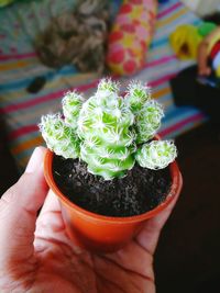 Cropped hand holding potted cactus at home