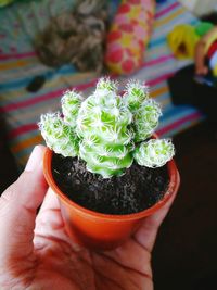 Close-up of hand holding plant