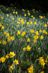 Close-up of yellow flowers blooming in field