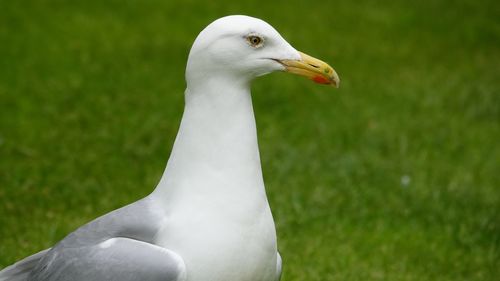 Close-up of seagull on grass