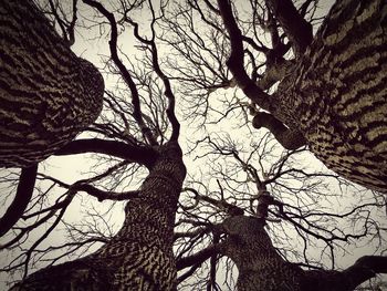 Low angle view of bare trees against sky