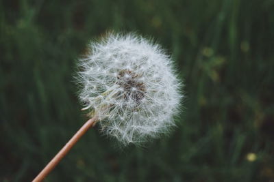 Close-up of dandelion flower