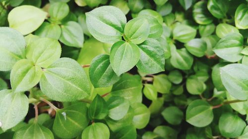 Close-up of green leaves