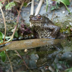 Close-up of frog on branch