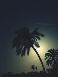 Low angle view of palm trees against sky