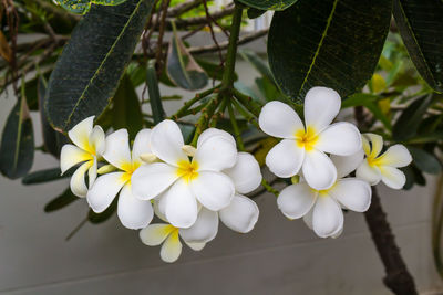 Close-up of white flowering plant