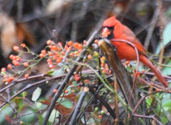 Close-up of orange bird perching on branch