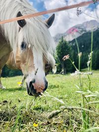 Horse grazing on field