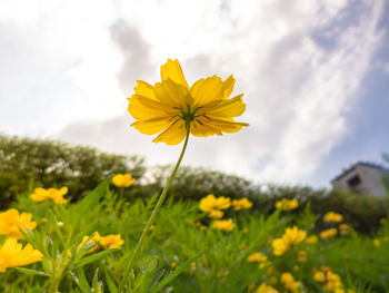 Close-up of yellow flowering plant on field