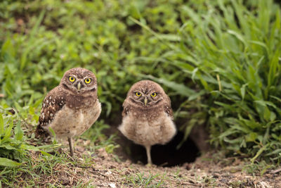 Family with baby burrowing owls athene cunicularia perched outside a burrow on marco island, florida