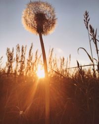 Close-up of flowering plant on field against bright sun