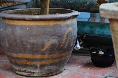 Cat hiding behind potted plant