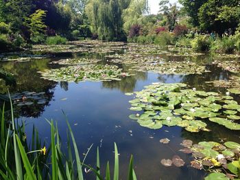 Water lily in lake