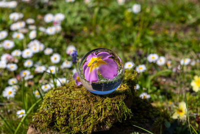 Close-up of purple flower on field