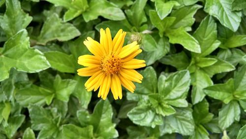 Close-up of yellow flower