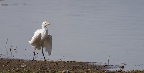 White bird flying over lake