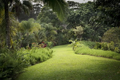 View of palm trees in garden