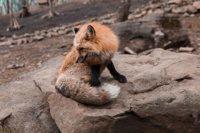 Fox looking his own tail