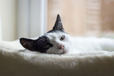 Portrait of a relaxed cat