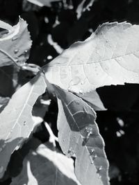 Close-up of water drops on leaf