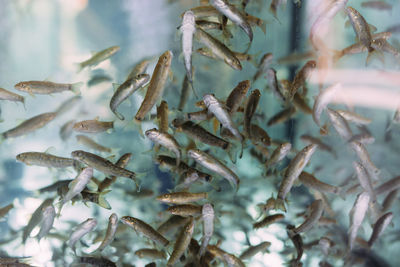 Lots of small garra rufa fish in a fish pilling aquarium or fish spa