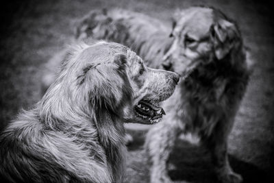 Close-up of dog