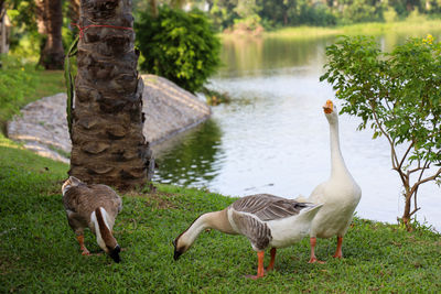 View of birds in lake