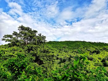 Low angle view of trees against sky