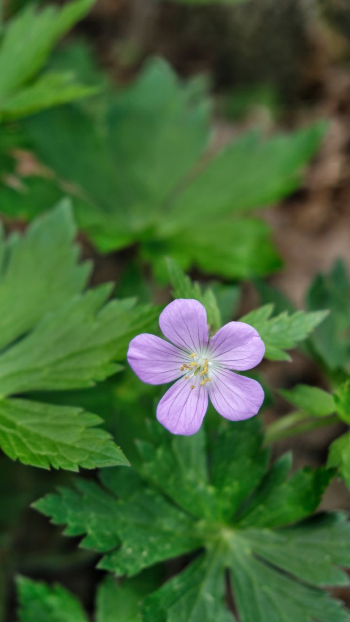 flower, petal, fragility, beauty in nature, green color, nature, freshness, flower head, growth, plant, leaf, day, blooming, no people, outdoors, focus on foreground, close-up, periwinkle