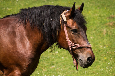 Horse in ranch