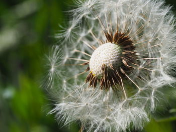 Close-up of wilted dandelion flower