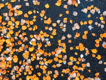 Full frame shot of autumn leaves