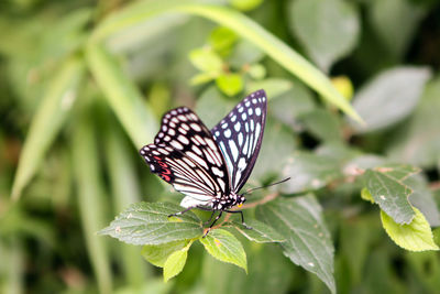 Butterfly on leaf