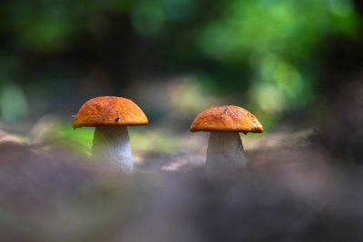Close-up of mushroom growing on land