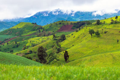 Scenic view of field against sky