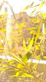 Close-up of plant against blurred background